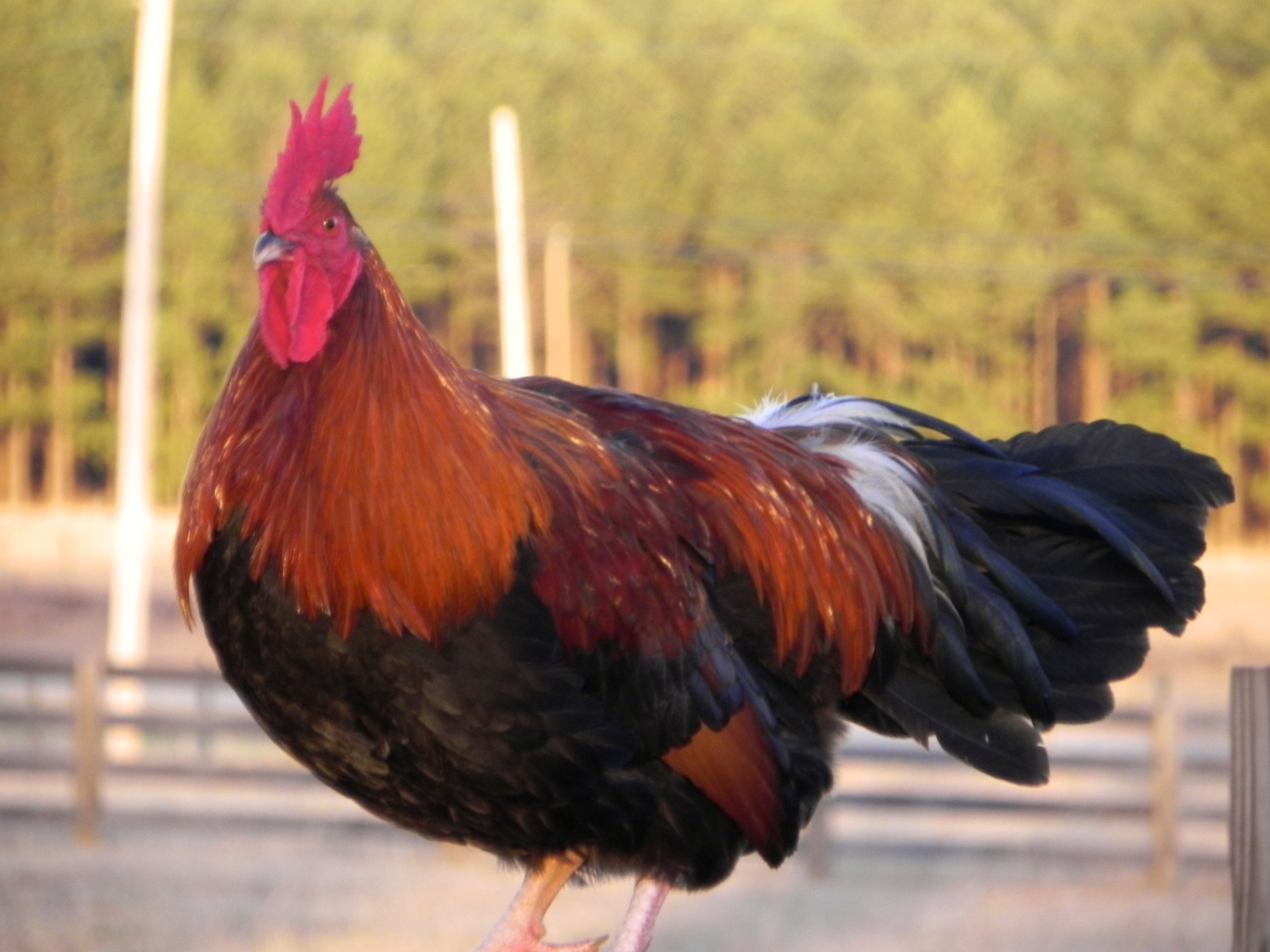 Red Dorking Rooster
